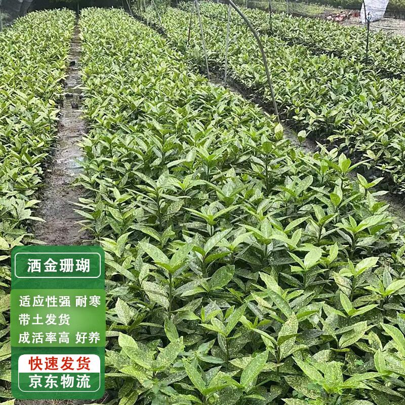 通沭 洒金珊瑚苗四季常青植物庭院耐寒绿化苗 高30-40厘米50棵源头直发 143.1