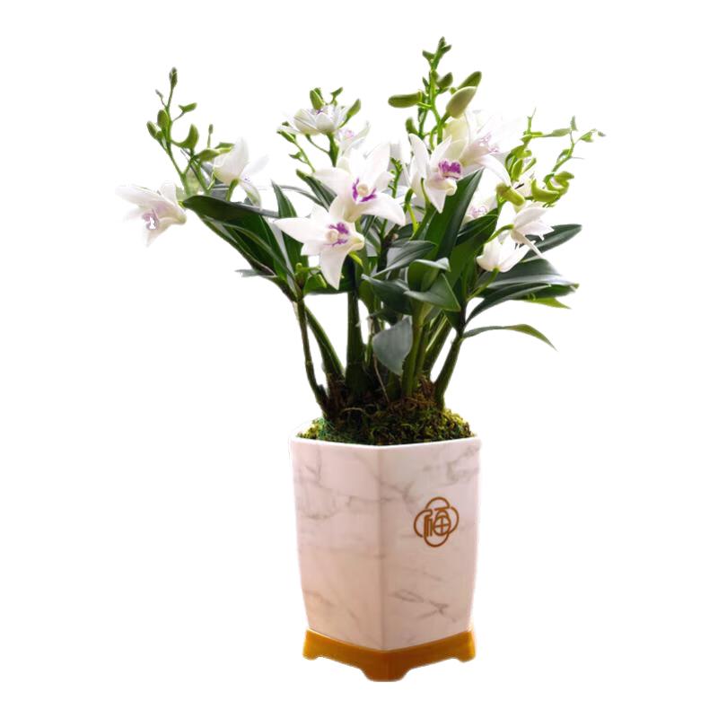 劉閣蘭花 紫云泼墨石斛兰花苗 现带花苞出售室内阳台掌上花卉好养绿植盆