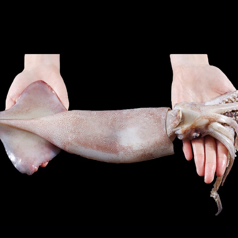 世界上最大的鱿鱼图片