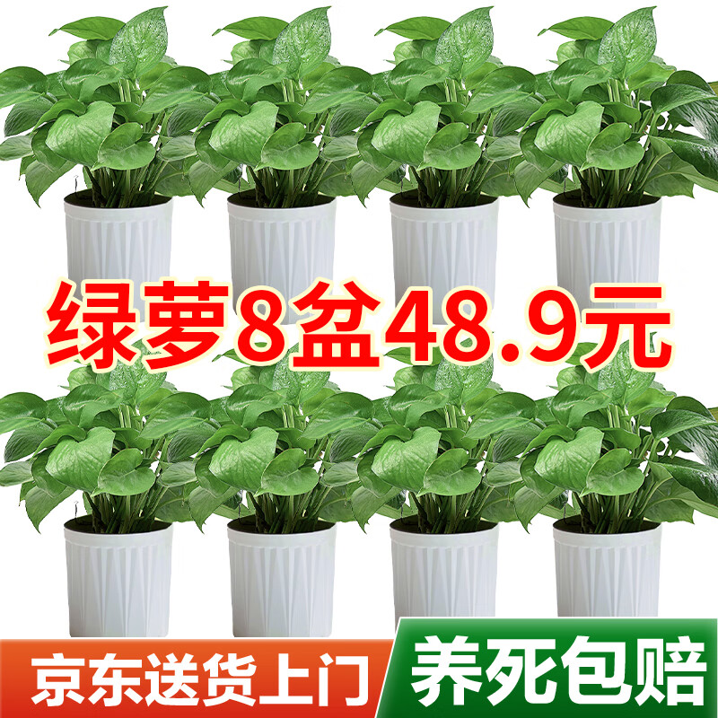 双盟 绿萝盆栽除甲醛花卉绿植办公室新房净化空气110竖纹盆8盆源头直发 48.9