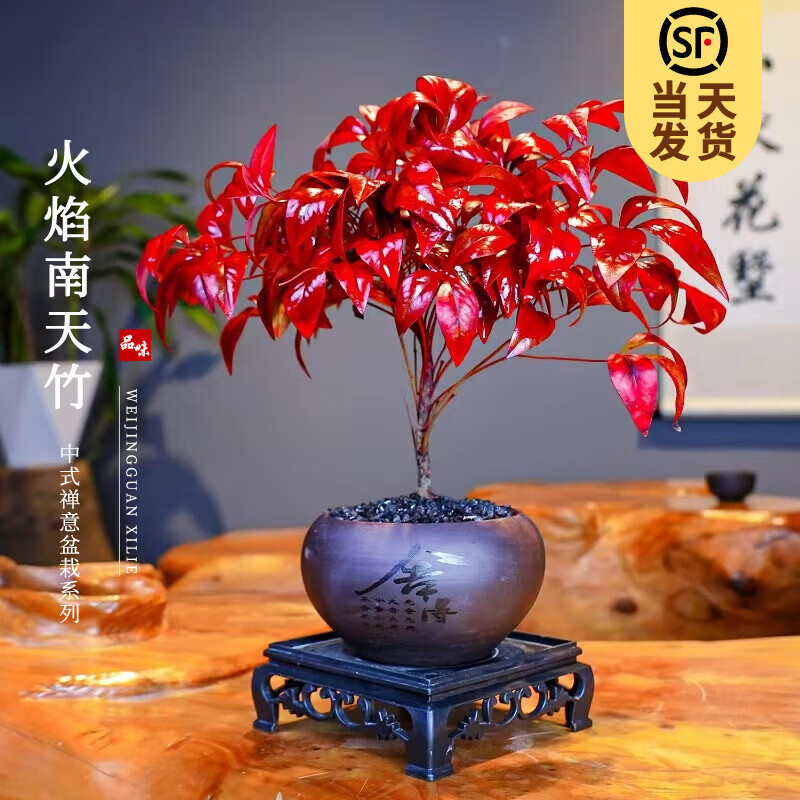 开时果 KaiShiguo Plants 火焰南天竹植物书房阳台客厅绿植 桌面盆栽好养易活禅