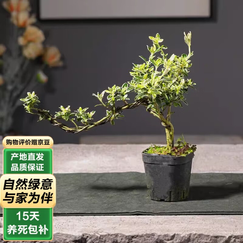 泰西丝 悬崖六月雪 盆栽植物 ￥13.3