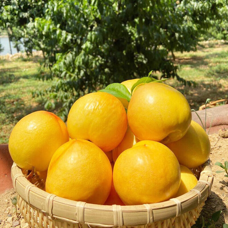 鲁禧山东蒙阴黄金油桃黄肉黄心桃子新鲜脆甜油桃时令生鲜水果5斤装单