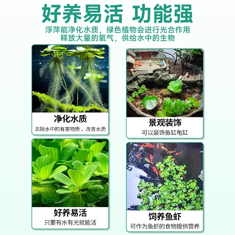 疯狂水草 水草水培 一叶莲 水芙蓉 养龟鱼池造景直接入缸 水上烟花 5颗 8.9