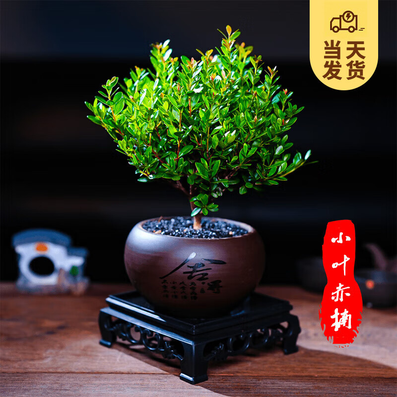 开时果 KaiShiguo Plants 小叶赤楠盆景摆件 室内绿植花卉盆栽老桩客厅办公室桌面好养植物 赤楠(舍得紫砂盆+黑石+底座) 7.8元