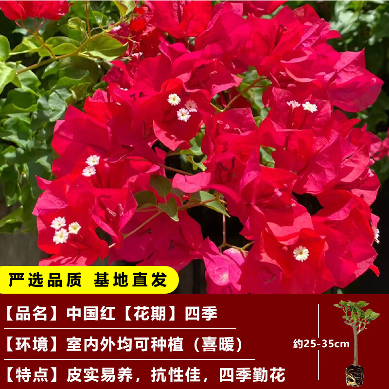 开时果 三角梅盆栽 阳台花卉盆景 中国红（约25-35cm）原土发货 3.9元（需领