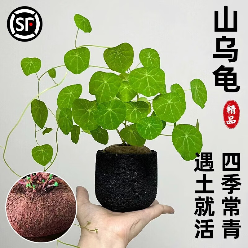 临雅的花园 山乌龟植物金不换盆栽 红藤圆叶 4-6直径 3.8元（需领券）