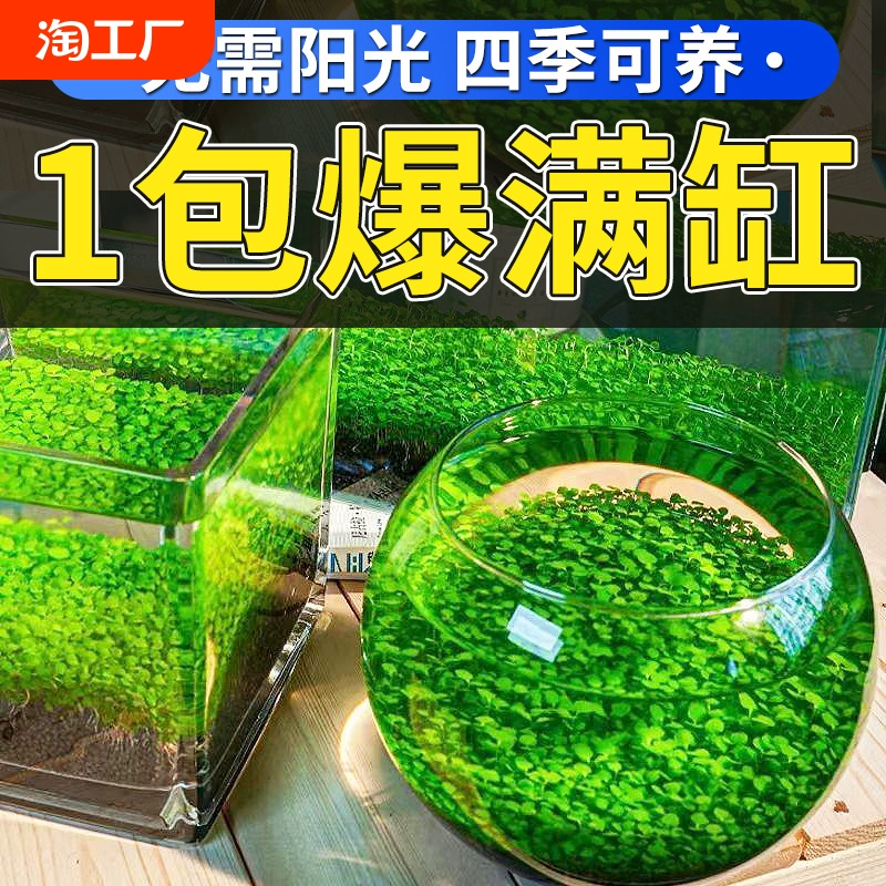 水草泥生态瓶水培植物客厅对叶水草种子桌面景观摆件创意玻璃鱼缸 ￥2.25