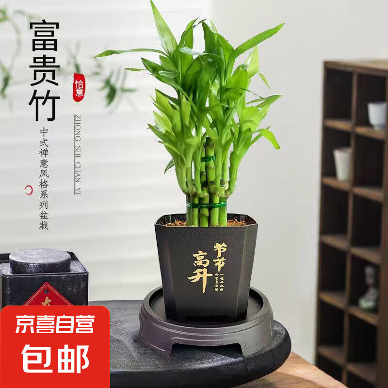 京喜 富贵竹盆栽植物室内净化空气 荷花竹+节节高升盆+圆底座 盆口直径约8cm 5.99元(需用券)