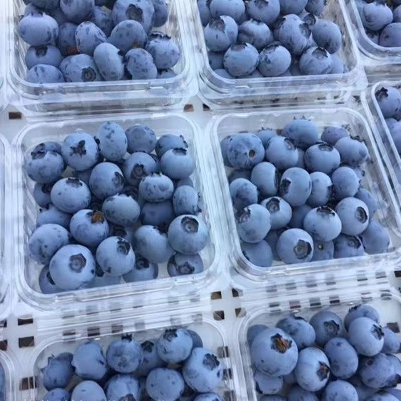 新鲜水果 蓝莓 125g*12盒 单果12-14mm 33.9元（需买2件，需用券）
