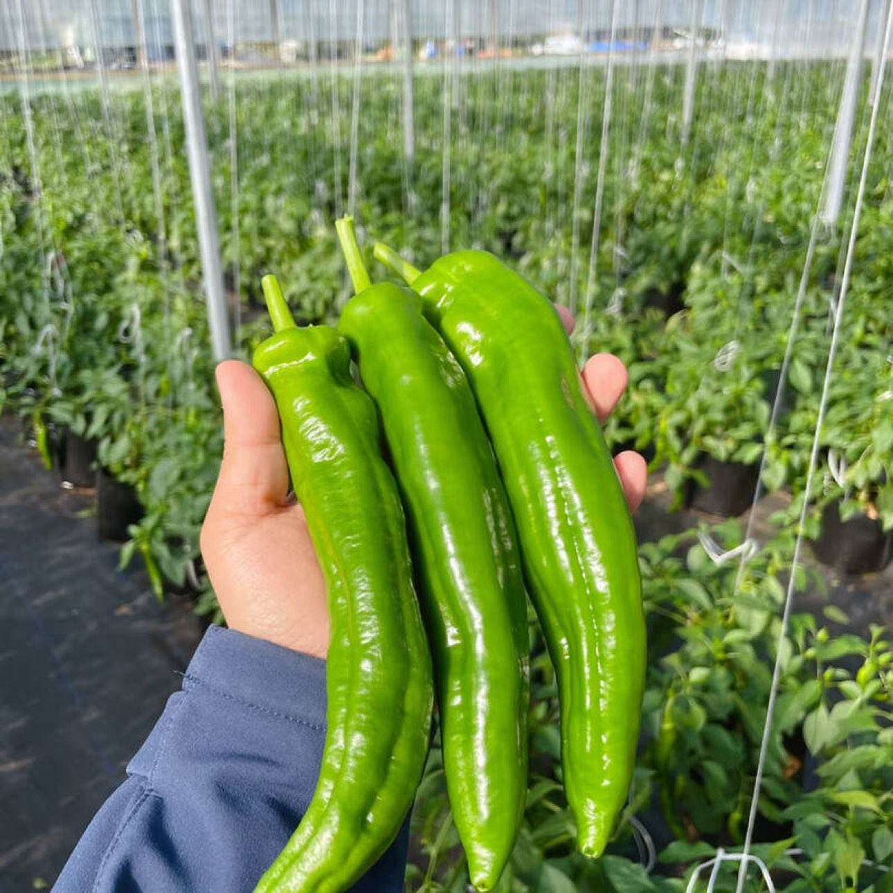 山东新鲜青尖椒 虎皮椒 微辣辣椒蔬菜 整箱2斤 现摘现发 3.99元/整箱2斤！