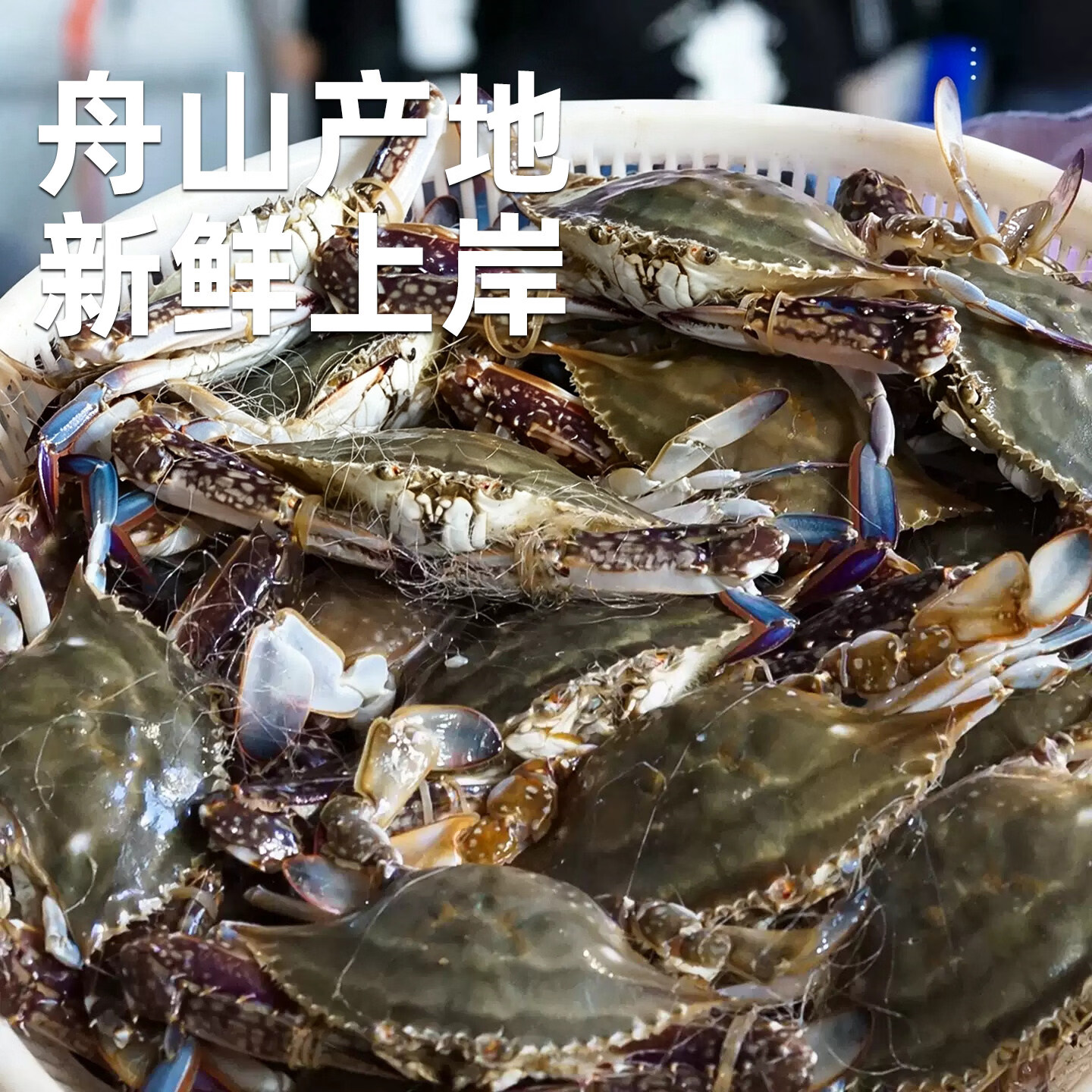 26年新蟹 舟山特大梭子蟹新鲜速冻大螃蟹大肥壮飞蟹净重 4斤 99元 - 线报酷