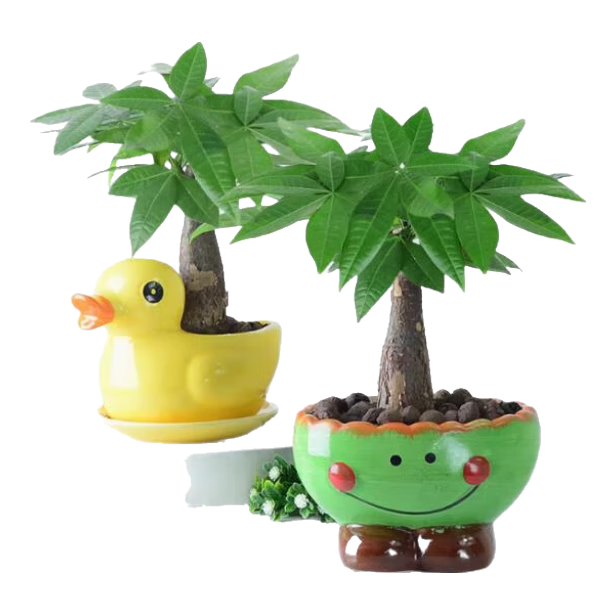 发财树 造型款小号三杆 4-6cm 原盆 送肥料 8.5元(含国补、需领券)