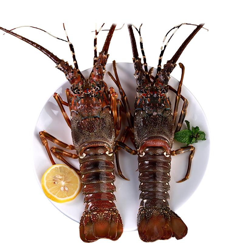 鲜京采 越南鲜活小青龙龙虾200-300克/只源头直发 109元（需用券）