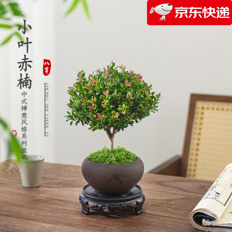 移动端、京东百亿补贴：八芽 小叶赤楠盆景 舍得紫砂盆+苔藓+底座 6.8元（