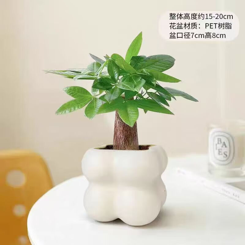 佰花锦 办公室桌面绿植盆栽室内客厅奶油风 单杆发财树+PVC白泡泡盆 整体高度约15-25cm 4.03元