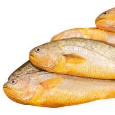 PLUS会员立减，京东百亿补贴：鸿顺 黄花鱼 4条4斤 生鲜鱼类 68.5元