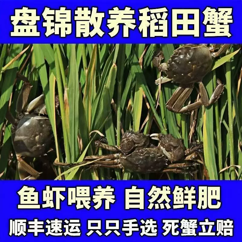 盘锦河蟹全母蟹稻田蟹正宗溜达蟹鲜活螃蟹大闸蟹礼盒装 69.9元 - 线报酷