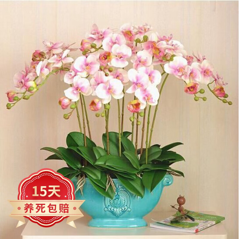 欧悟 蝴蝶兰花苗盆栽室内观花植物桌面阳台年宵花卉四季开花绿植花卉 大