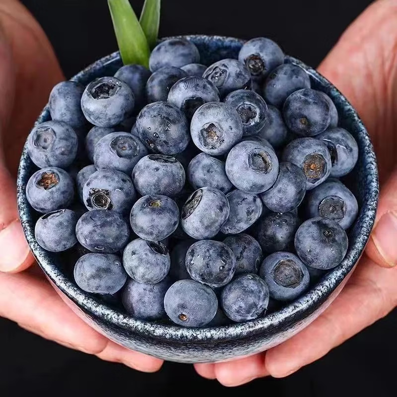 国产新鲜蓝莓 100g*10盒 果径12-15mm 总净重2斤 38.31元