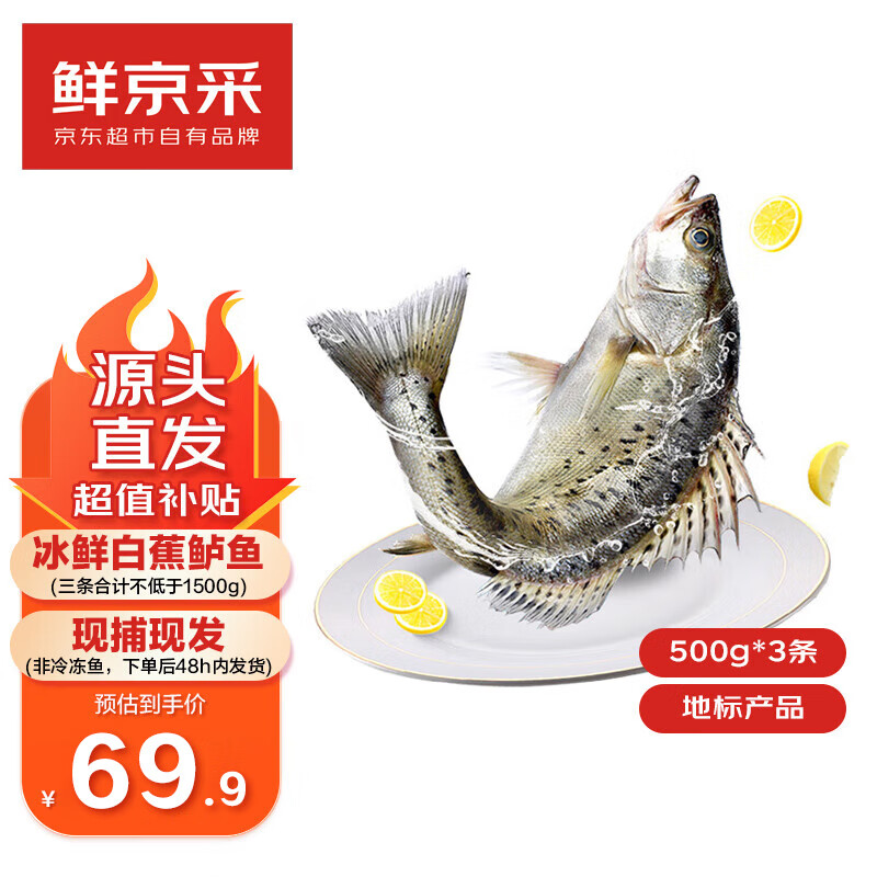 鲜京采 冰鲜白蕉海鲈鱼3条装(共1500g) 地标产品 生鲜鱼类 源头直发 69.9元（