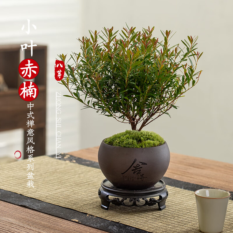 八芽 小叶赤楠盆景（舍得紫砂盆+苔藓+底座） ￥6.7