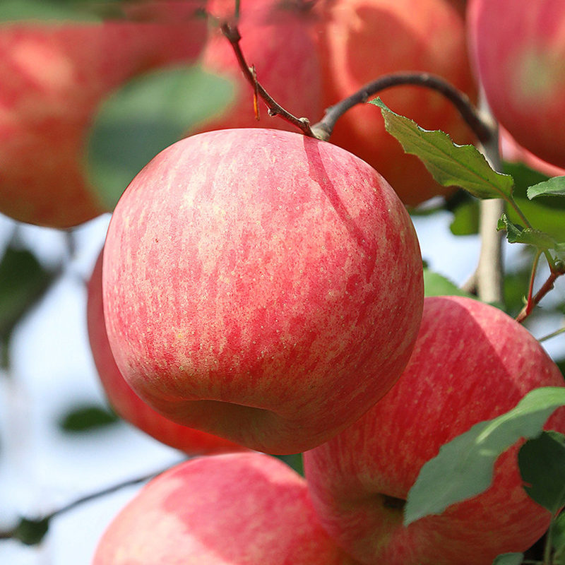 农鲜淘 陕西洛川苹果手提礼盒装新鲜红富士苹果生鲜水果 47.4元