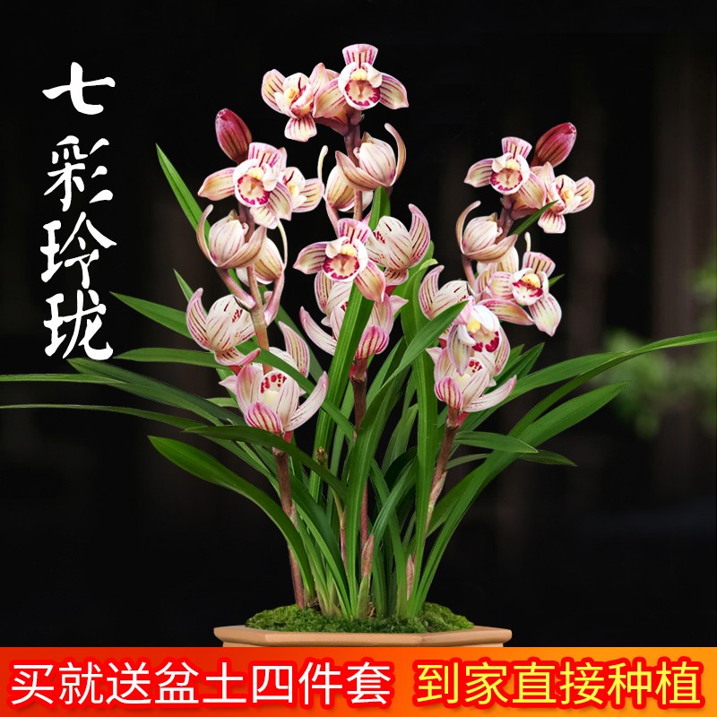 劉閣蘭花 建兰七彩玲珑 2苗带花苞 含盆土肥说明书 盆栽 6.07元 - 清风线报