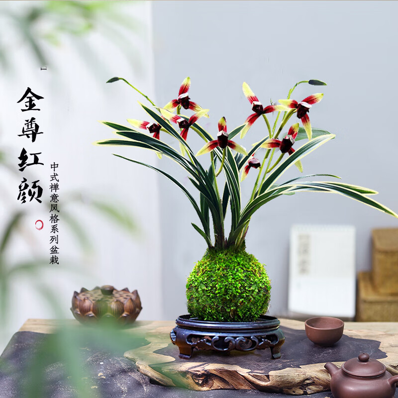 艾莹 有香味的兰花苗 建兰金尊红颜 四季兰带金边室内阳台花卉盆栽绿植 金尊红颜3苗带苔藓球配底座 10.18元