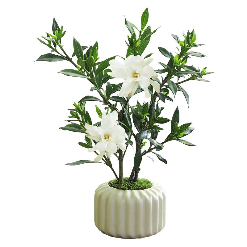 移动端、京东百亿补贴：八芽 小叶栀子花盆栽开花植物室内桌面茶几好养花