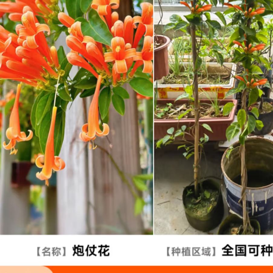 开时果 炮仗花爬藤植物鞭炮花苗老桩 藤本攀援花卉 高20-30cm 炮仗花+土球发