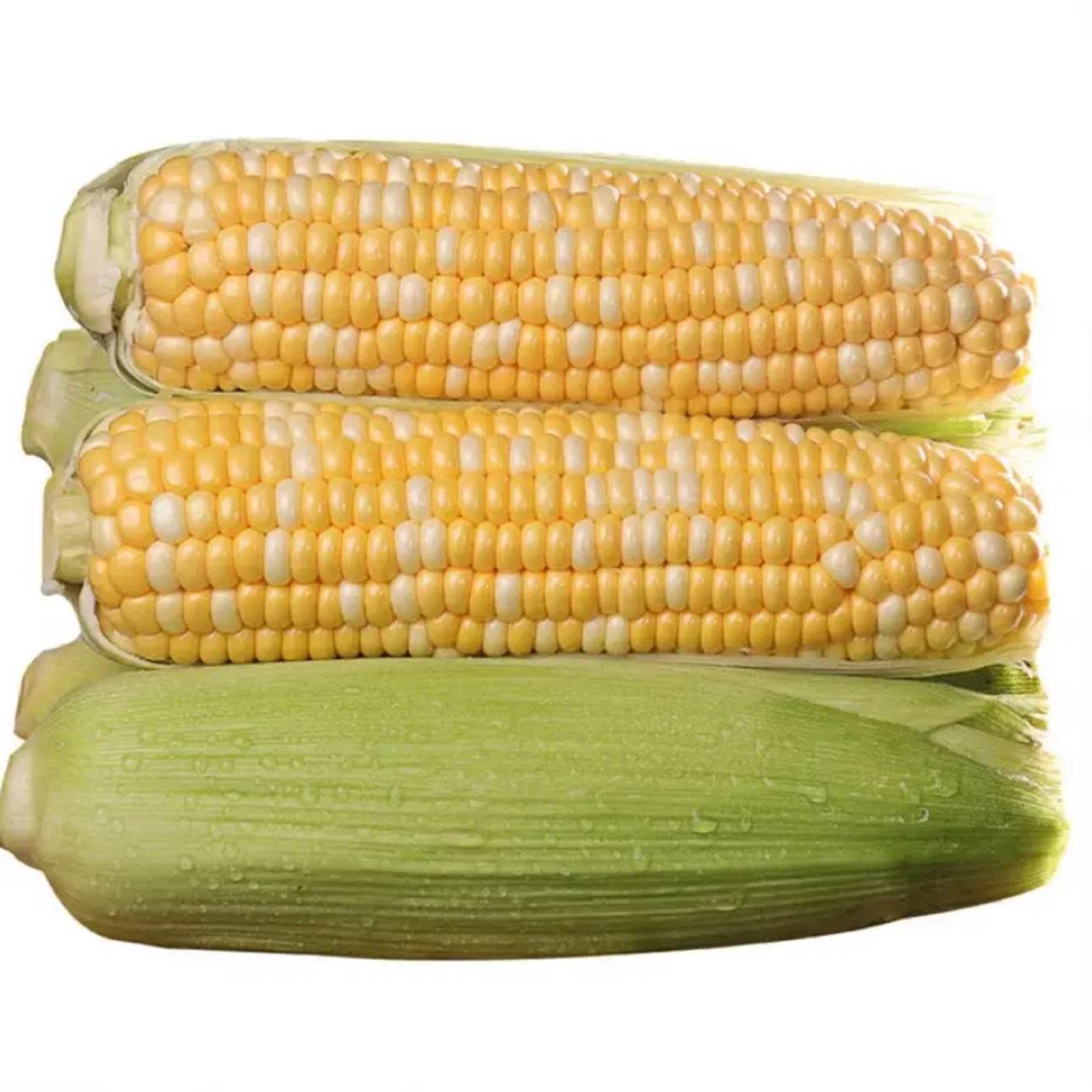 云南金银双色水果玉米 可生食可煮可榨汁 净重3斤 单根250g 5.99元/净重三斤