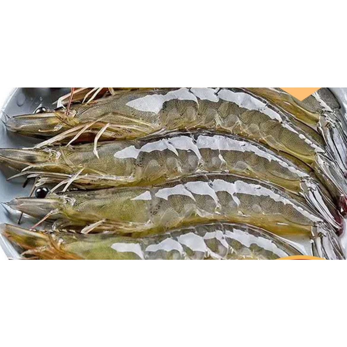 需首购：沃鲜汇 国产青岛大虾 14-16厘米 盐冻4斤装 只只分离 73.00元