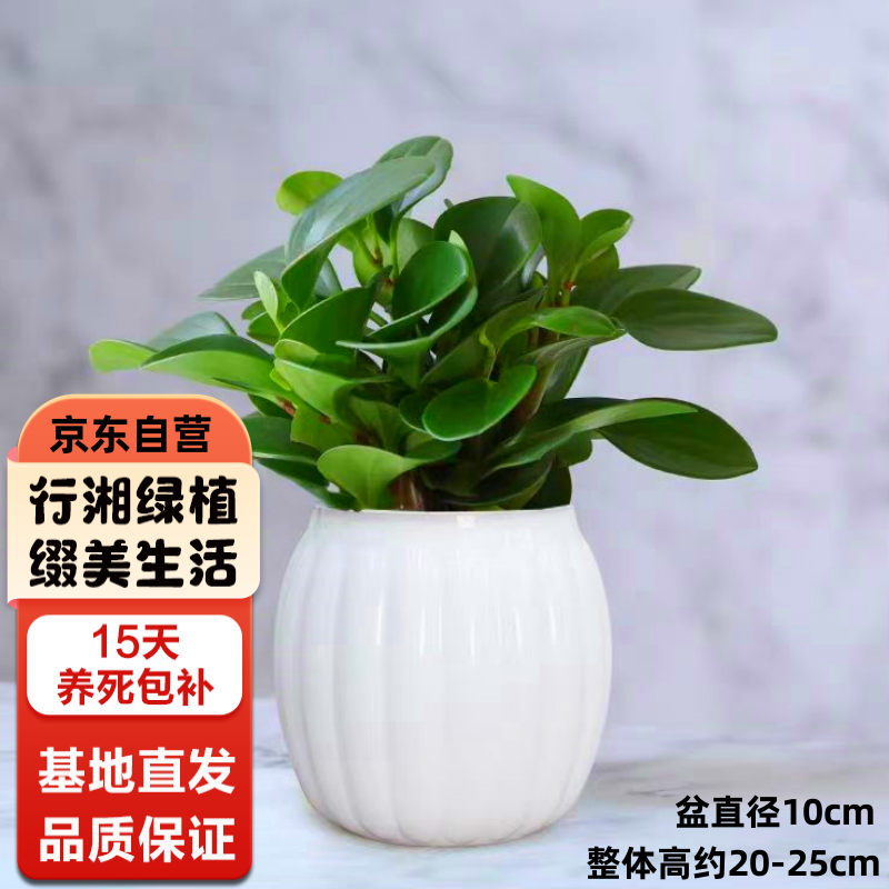 行湘 豆瓣绿 碧玉绿植水培盆栽 白色南瓜塑料吸水盆 13.3元（需买2件，需用