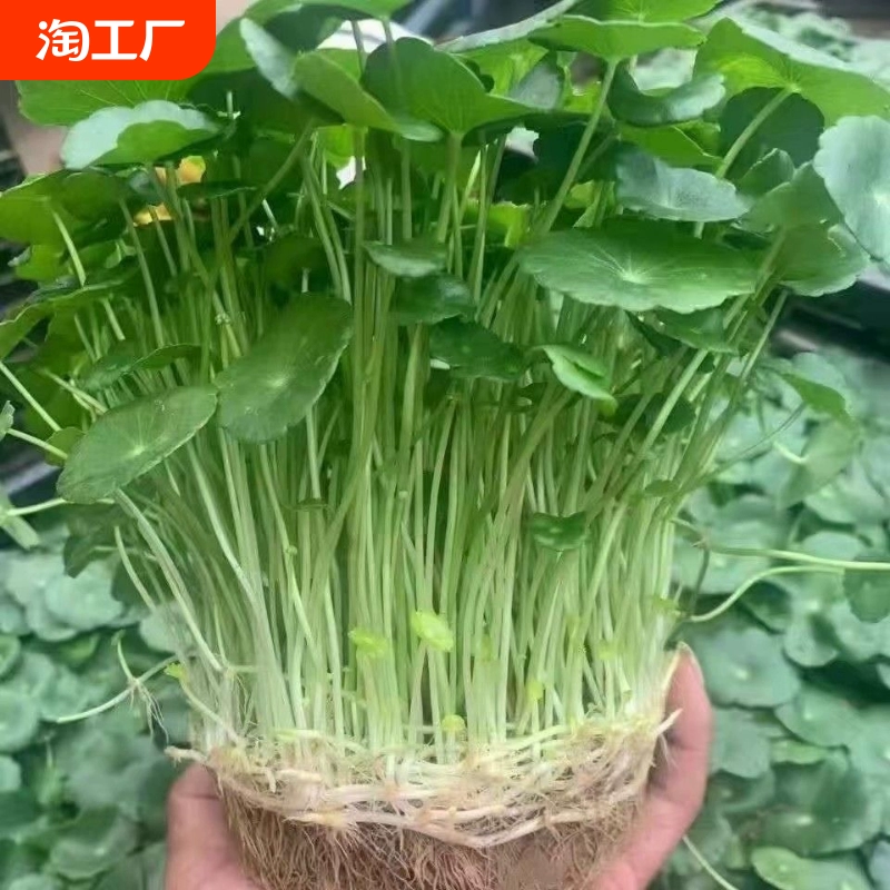 铜钱草水培植物室内外盆栽客厅金钱草植物花卉绿植净化空气精品 ￥2.88