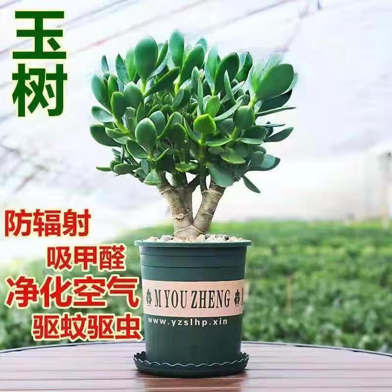 花悠花 迩英阁大叶玉树老桩盆栽多肉植物燕子掌室内防辐射四季好养绿植净 玉树1年小苗 2.5元