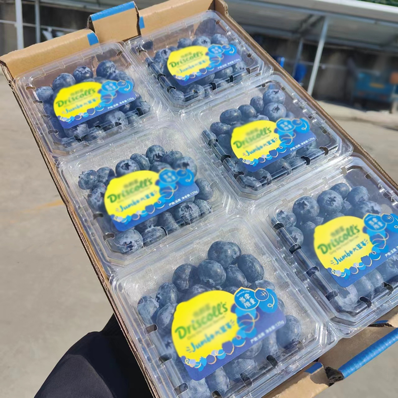 吉品猫 新鲜国产蓝莓 5盒 单果12-15mm 24.91元（需买2件，需用券）