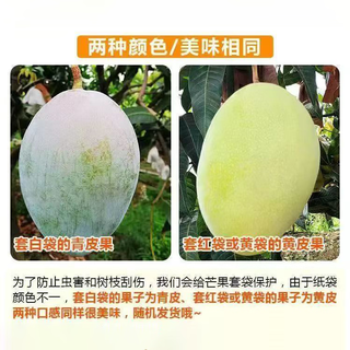 京觅 攀枝花凯特芒果 净重8斤 单果400g+ 24.9元 - 86线报 京觅 攀枝花凯特芒果 净重8斤 单果400g+ 24.9元 - 86线报