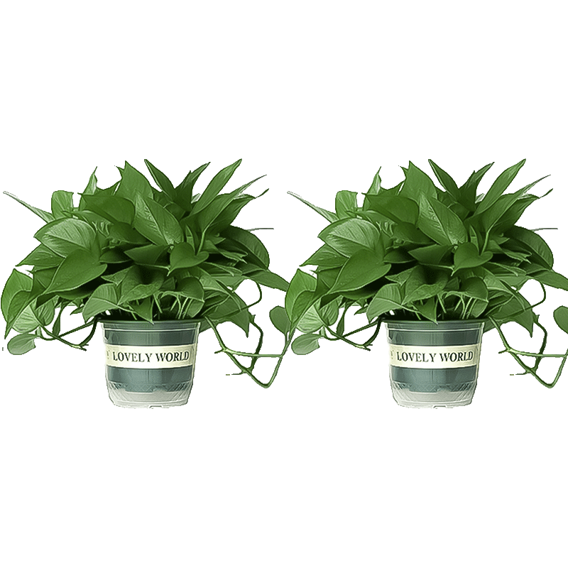 移动端、京东百亿补贴：双盟 绿萝盆栽除甲醛花卉绿植办公室新房净化空气