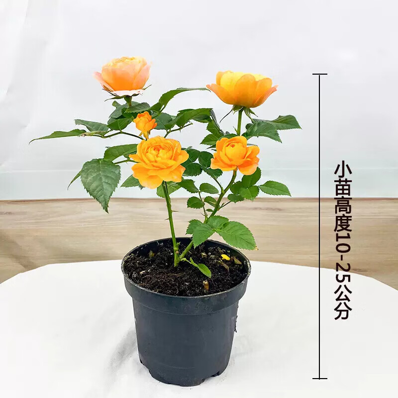 花行榜 果汁阳台灌木大花月季花苗盆栽 3.5元