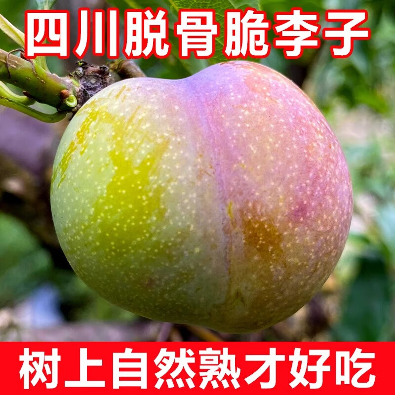 果当爱 正宗四川脱骨李 净4.5斤 15.2元（需领券）