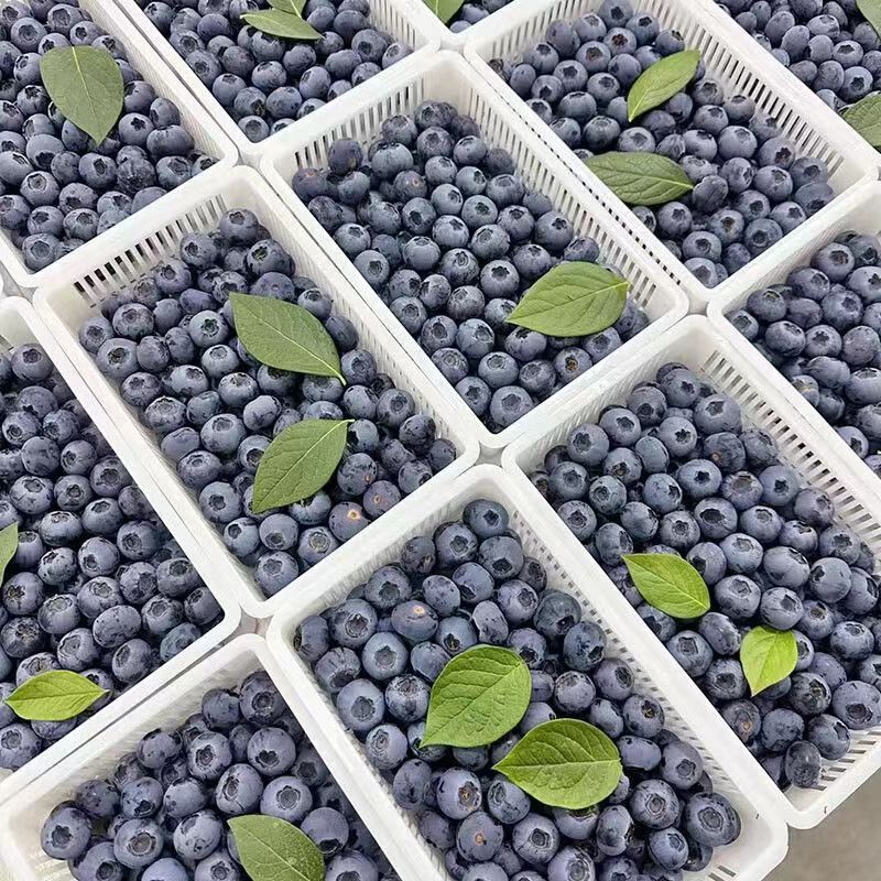 朵界 蓝莓 125g*12盒 单果12-14mm 35.9元（需买2件，需用券）