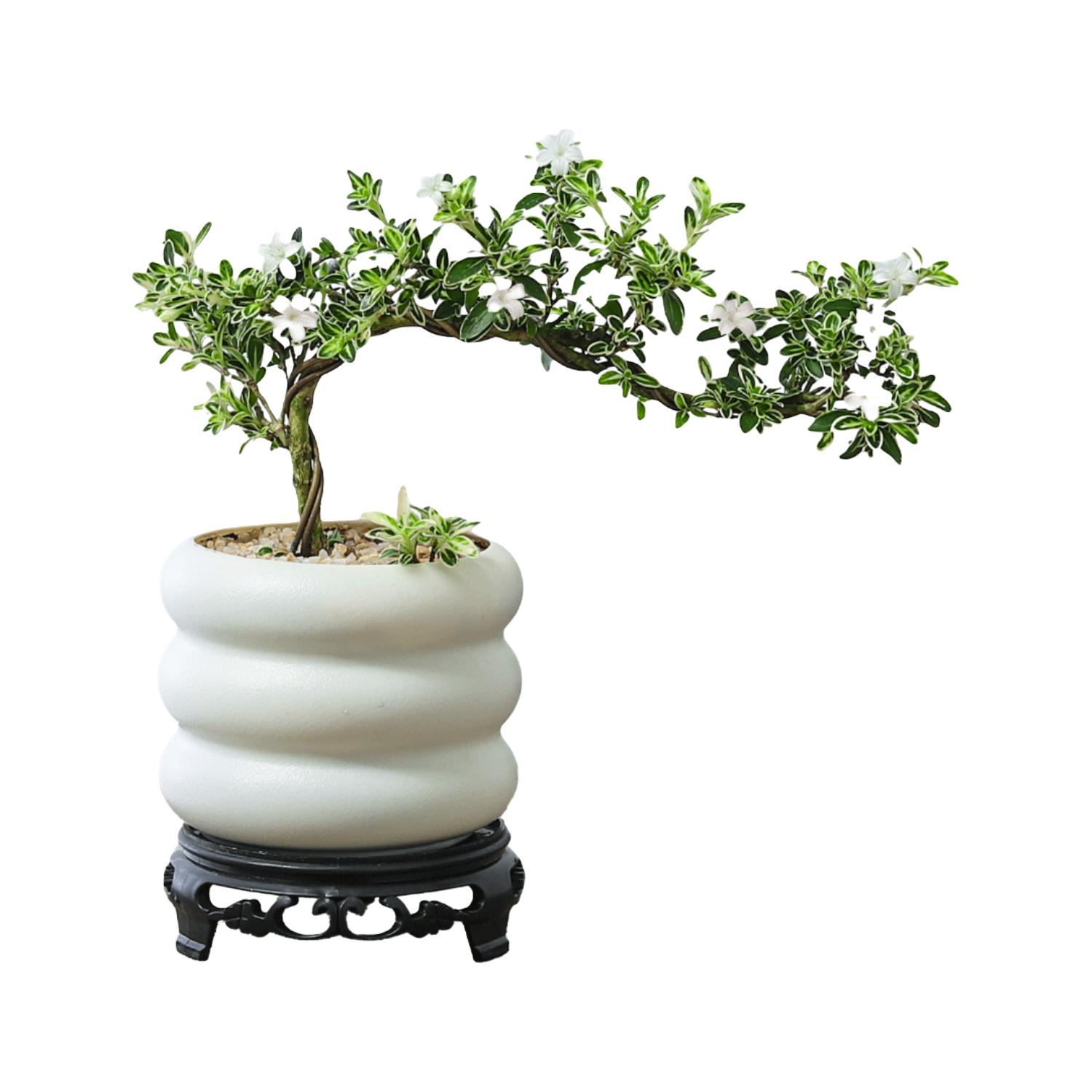 八芽 悬崖六月雪盆栽金边老桩弯枝造型中式禅意盆景客厅桌面好养绿植 六