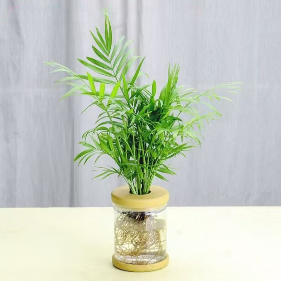 佰花锦 水培袖珍椰子绿植办公室盆栽 袖珍椰子+透明水培树脂瓶 整体高度约15-25cm 3.23元